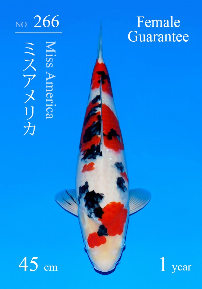 ミスアメリカ