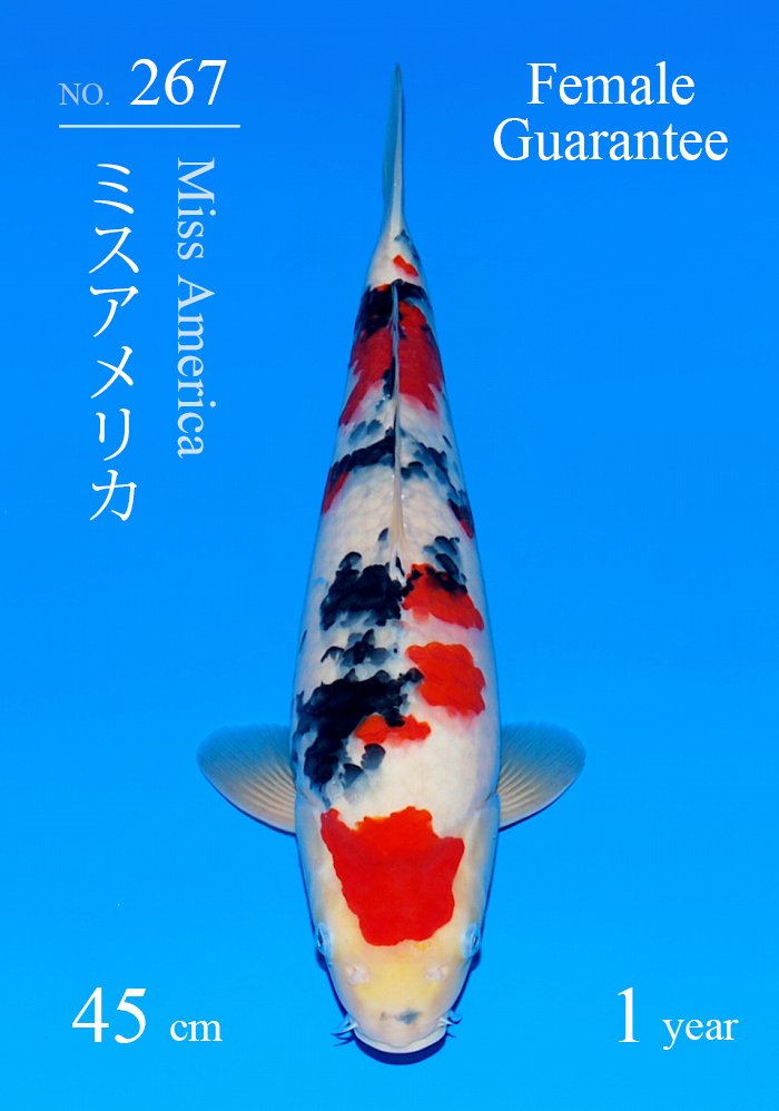 ミスアメリカ