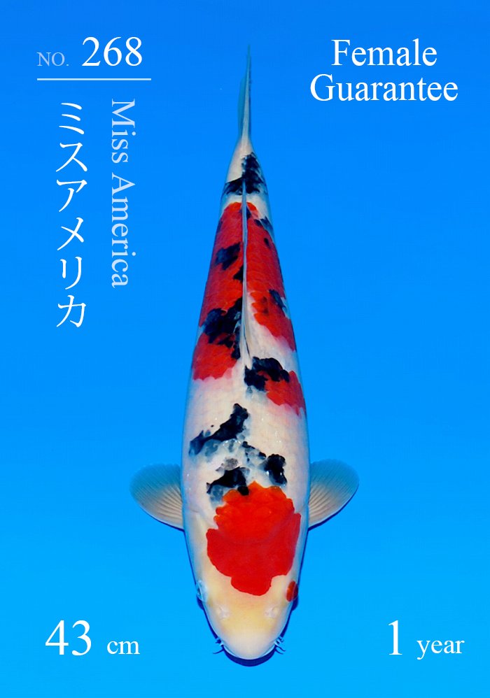 ミスアメリカ