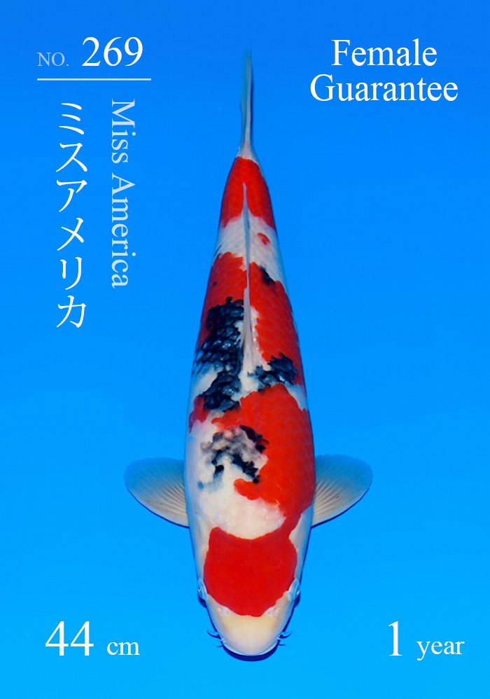 ミスアメリカ