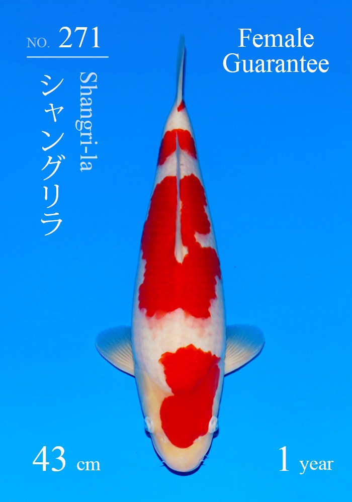 シャングリラ