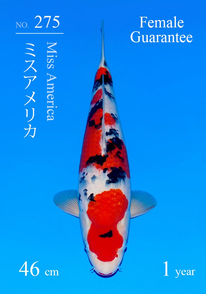 ミスアメリカ