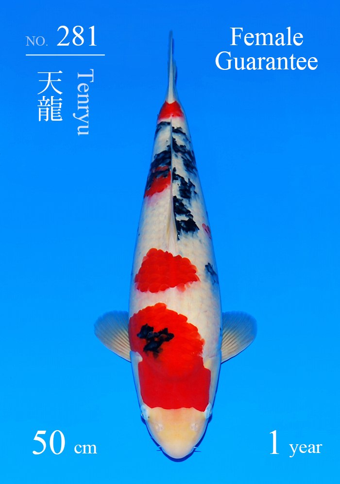 天龍