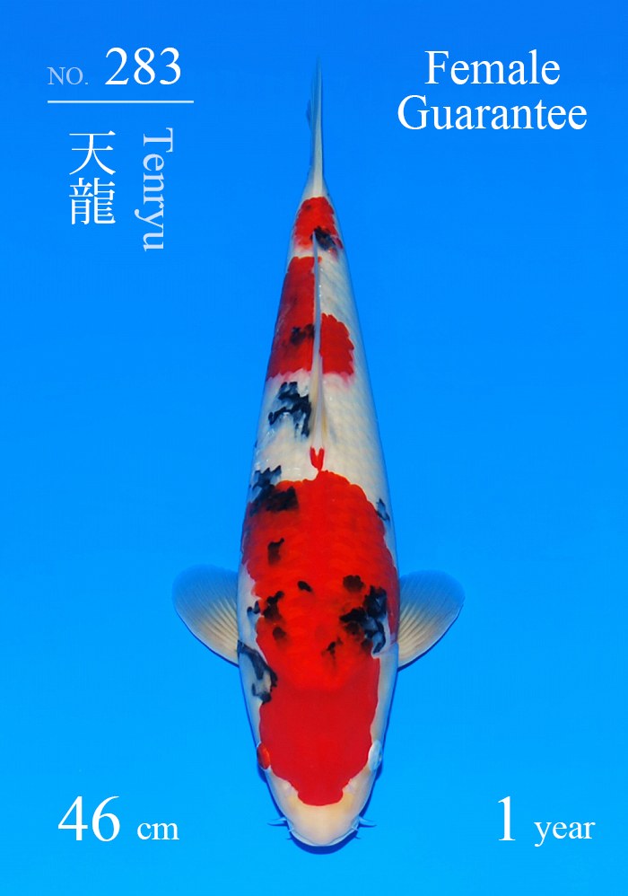 天龍