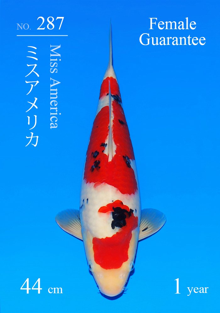 ミスアメリカ