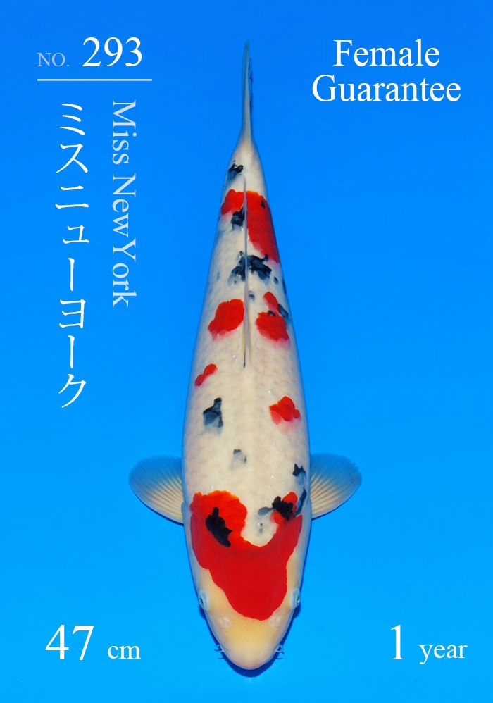 ミスニューヨーク