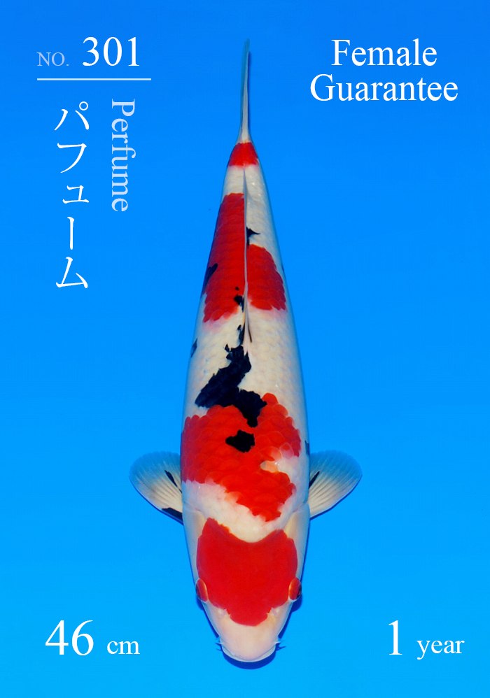 パフューム