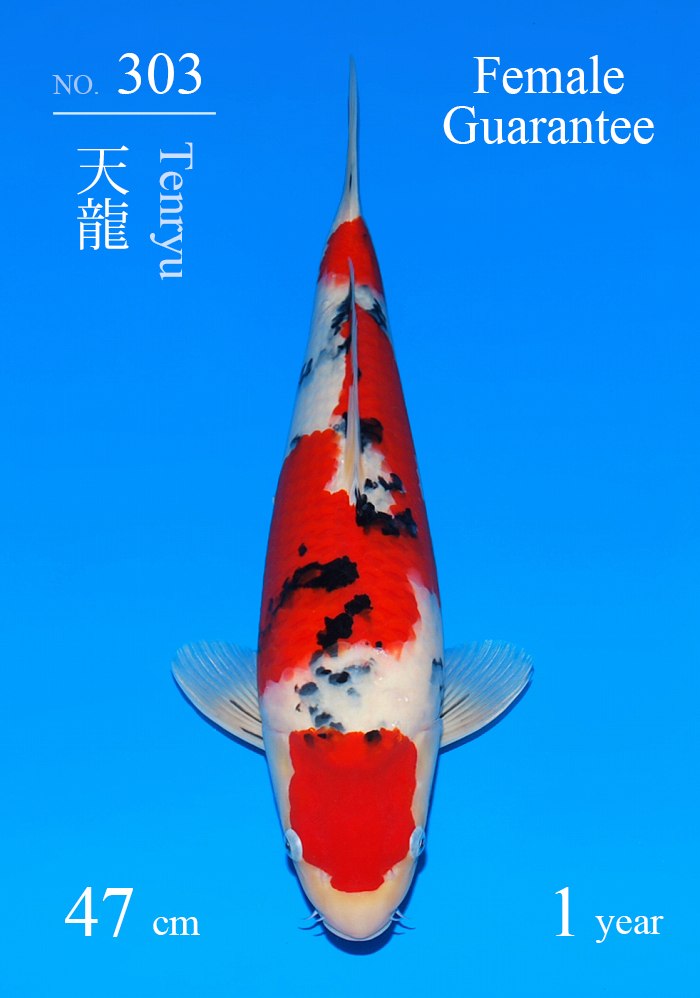 天龍