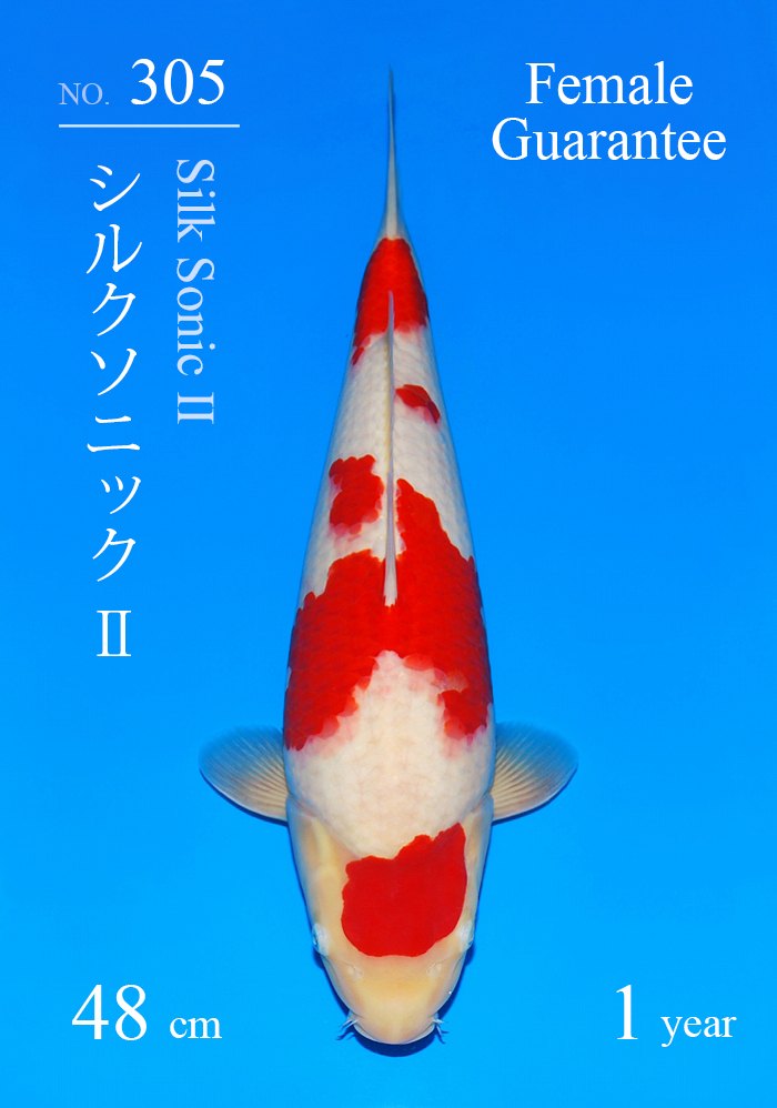 シルクソニック?