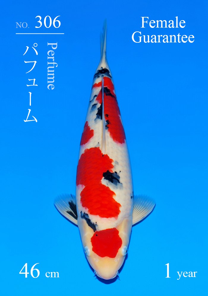 パフューム