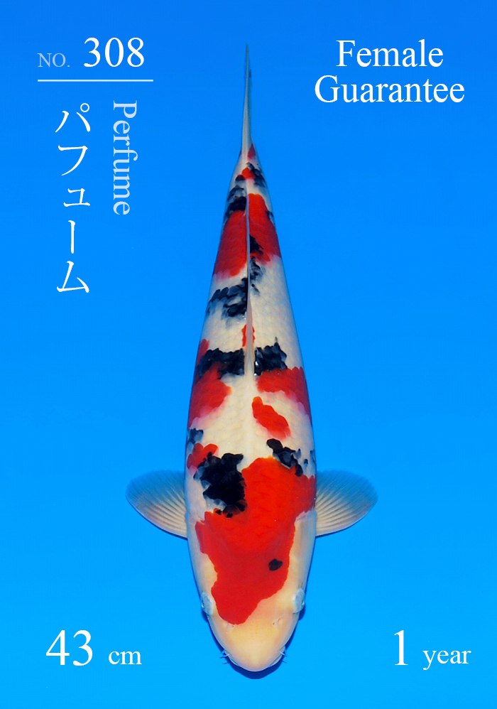 パフューム