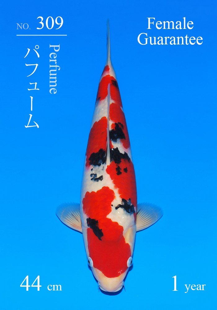 パフューム