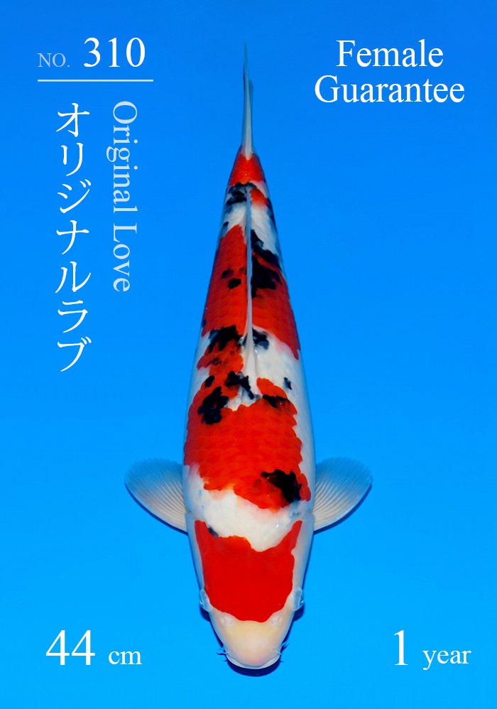 オリジナルラブ