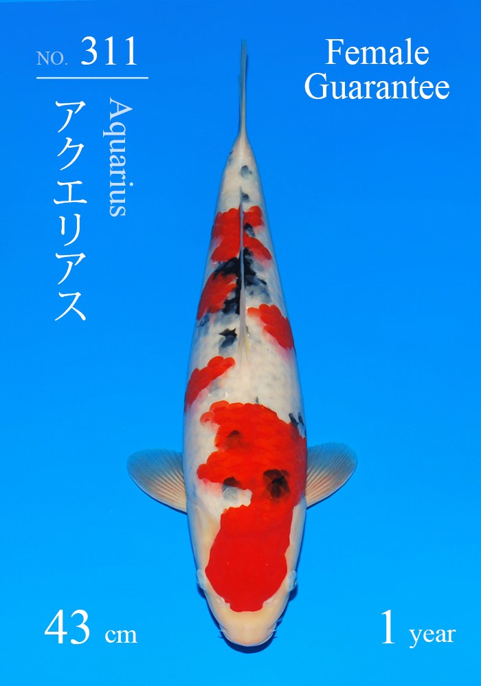 アクエリアス