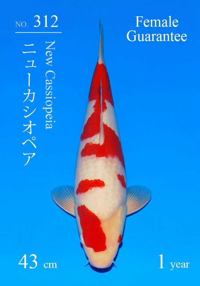 ニューカシオペア