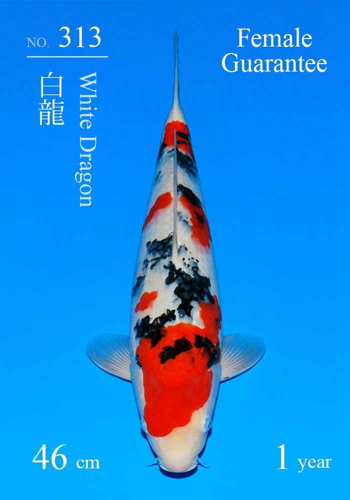 白龍
