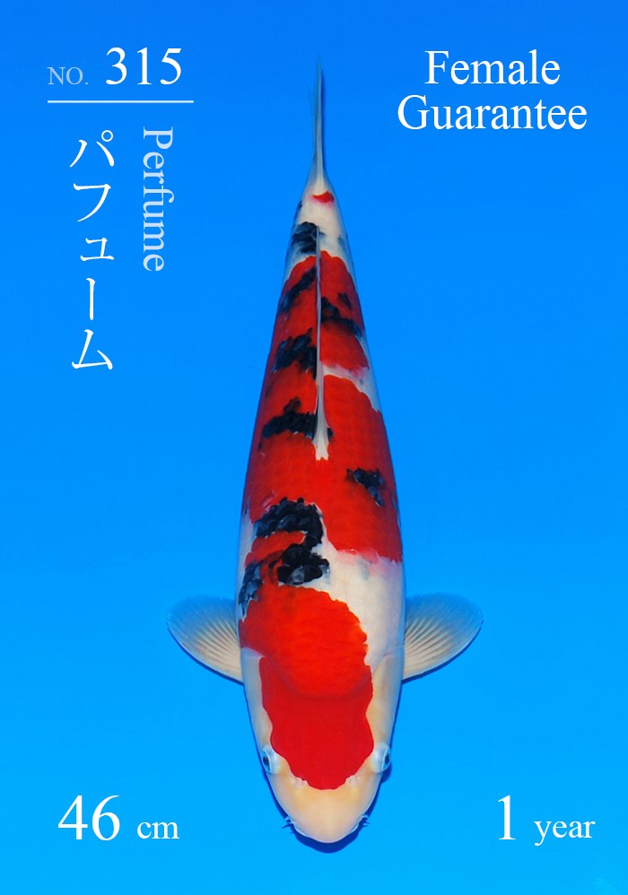 パフューム