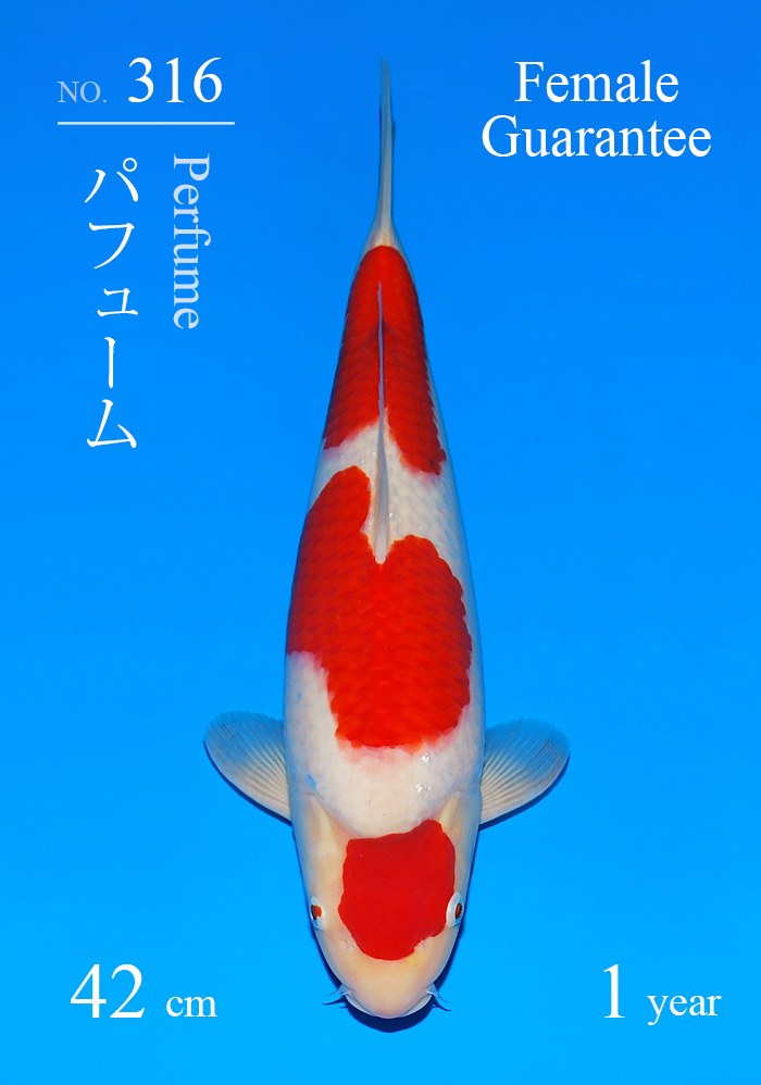 パフューム
