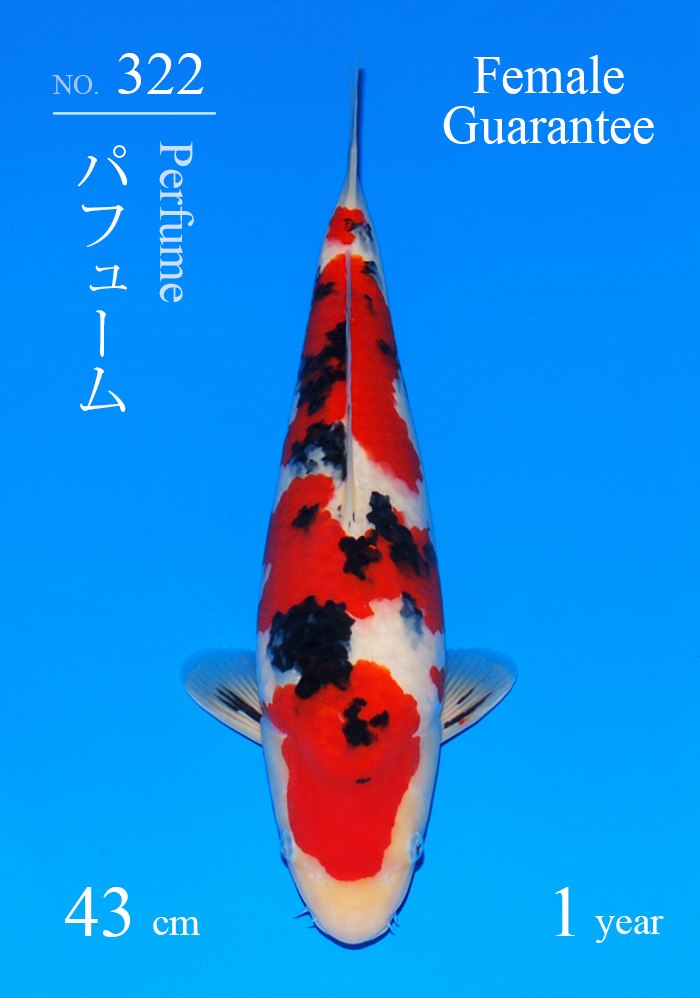パフューム