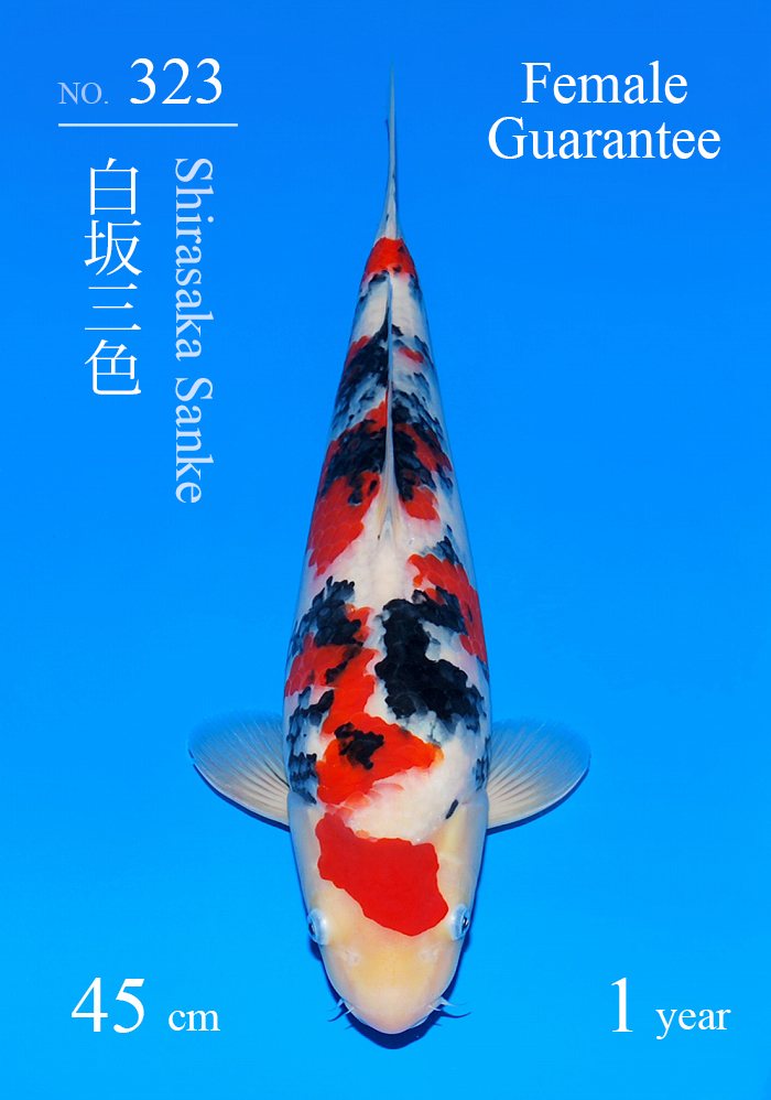 白坂三色
